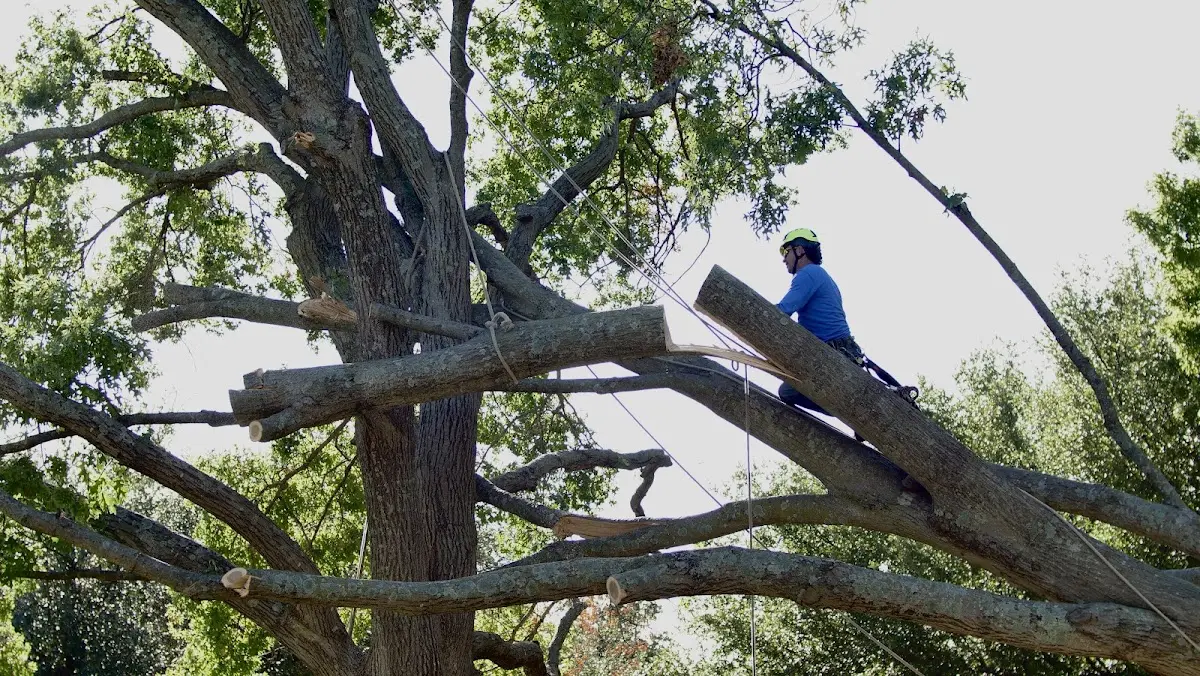Professional Hazardous Tree Removal performed by certified arborists in Cherry Log