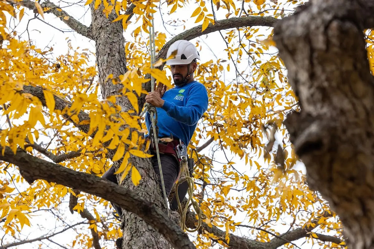 Skilled Tree Trimming crew working in Cherry Log